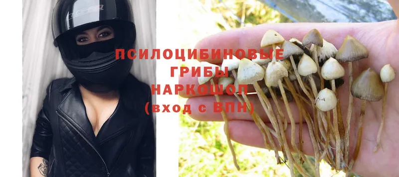 Псилоцибиновые грибы Psilocybe  даркнет сайт  Алзамай 